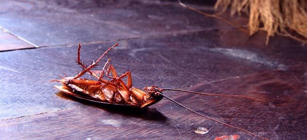 Brisbane pest control dead cockroach