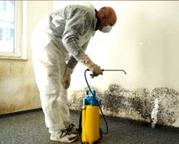 Mould Removal Gold Coast