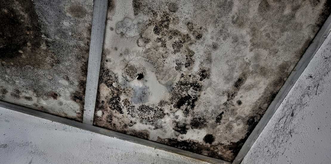 Quick and Easy Black Mould Removal Techniques