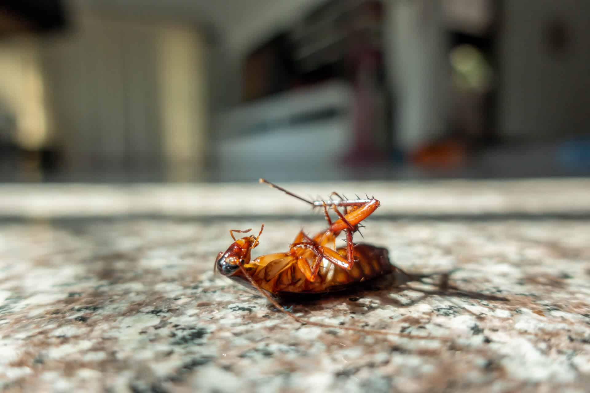 Effective Tips to Eliminate German Cockroaches in Australia