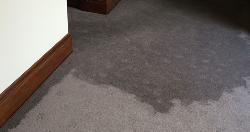 What should I do if I discover signs of water damage in my home?